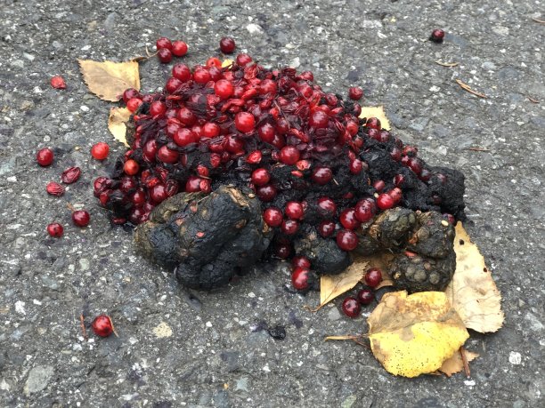 非常浆果熊粪便图片下载