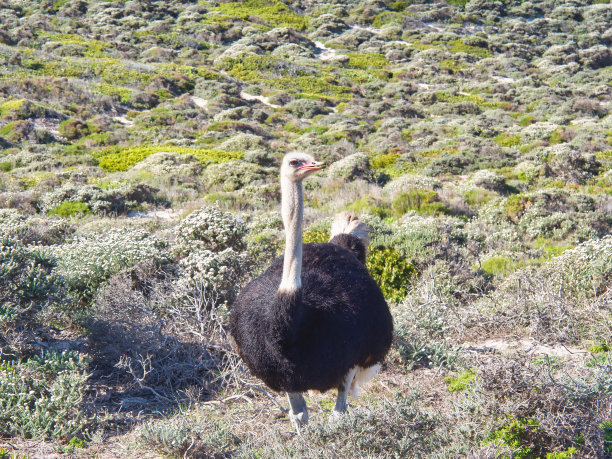 一只鸵鸟在开普敦附近的开普敦半岛图片下载
