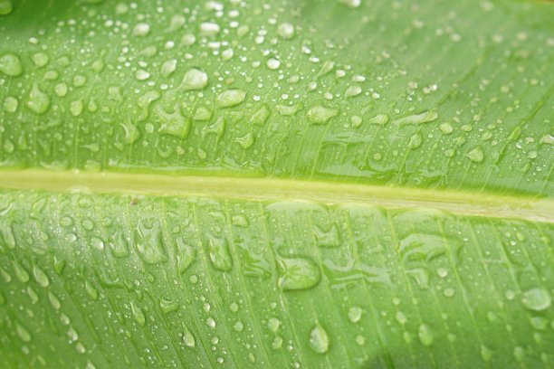 绿色香蕉叶子图片下载