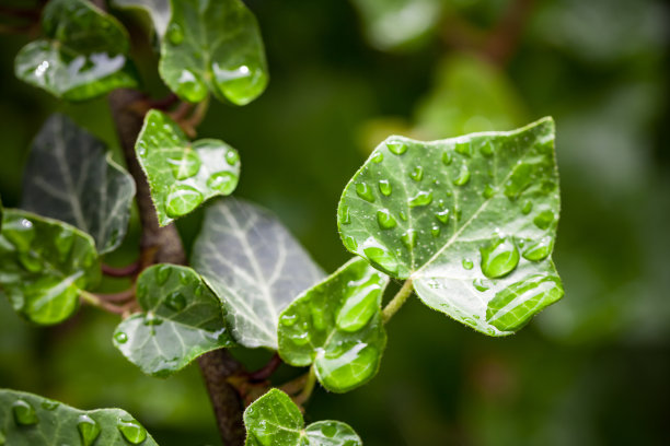 自然背景照片与绿色的树叶和水滴图片下载