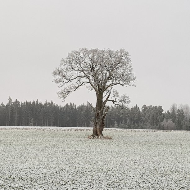 独自一人图片下载