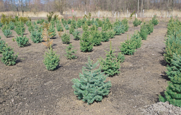 树苗绿色冷杉圣诞树，高加索冷杉和另一冷杉植物栽培，准备出售为圣诞节和新年庆祝图片下载