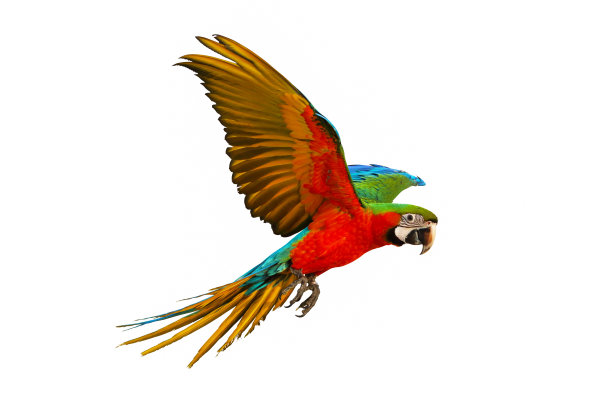 白色背景下金刚鹦鹉的特写镜头图片下载