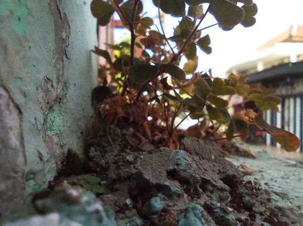 小的树图片下载