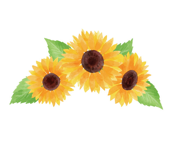 向日葵插图图片下载