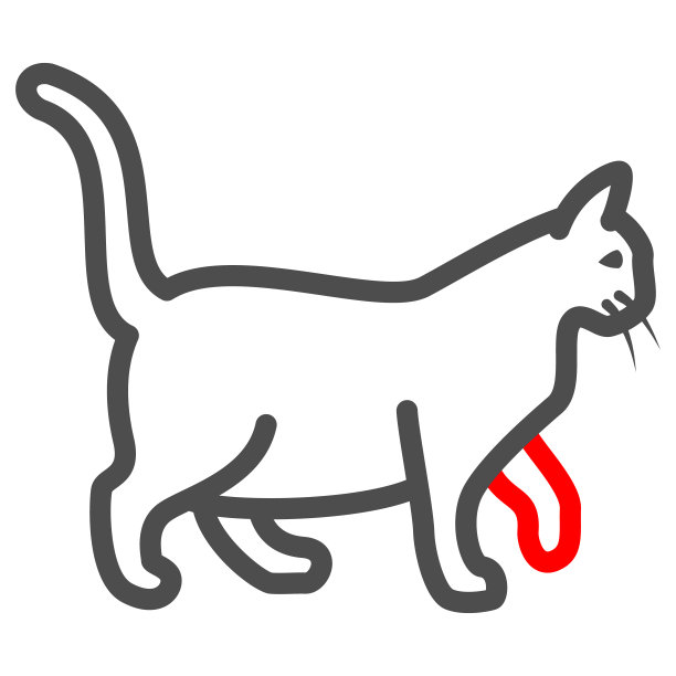 生病的爪子在猫线图标，疾病的宠物概念，猫爪子与绷带标志在白色的背景，生病的小猫图标轮廓风格的移动概念和网页设计。矢量图形。图片下载