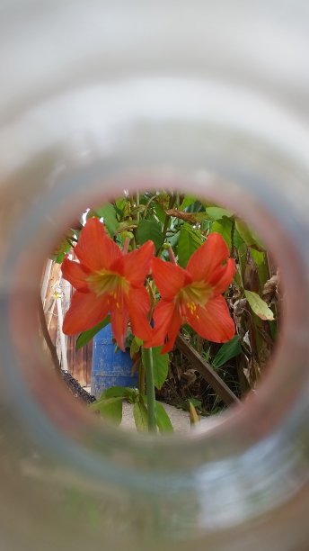 百合花是一种开着奇特花朵的植物图片下载