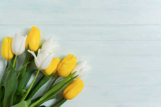 黄色白色郁金香木质薄荷背景。春花背景，复制空间图片下载