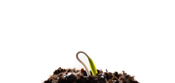 年轻的拍摄,幼苗。文字空间，以白色背景隔开图片下载