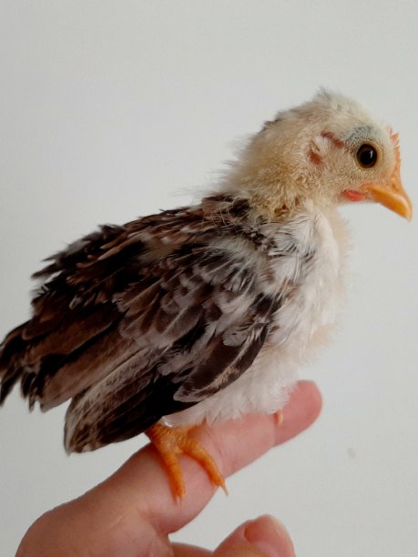 小矮人小妞，瑟拉马图片下载