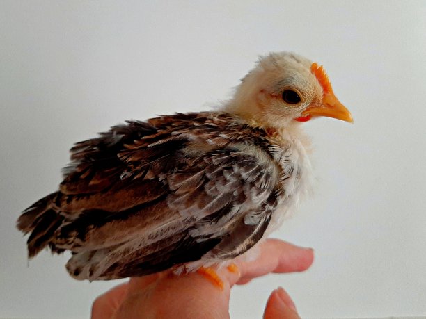 小矮人小妞，瑟拉马图片下载