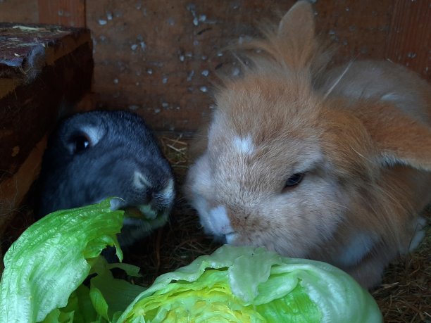 兔子,兔子图片下载