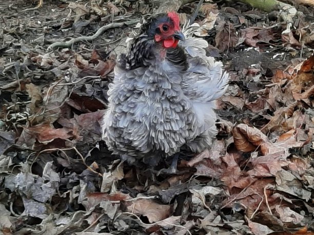 小鸡，灰色小队小鸡图片下载