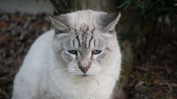 这是一只流浪猫的脸部特写图片下载