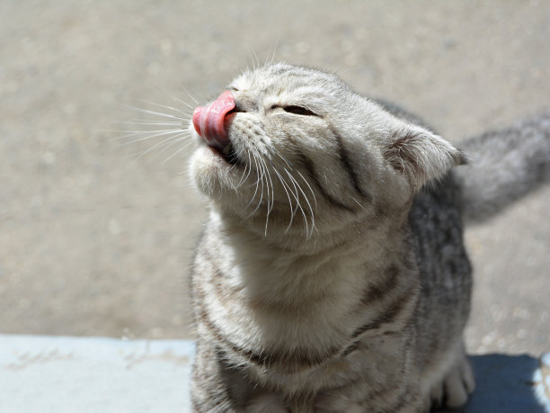 苏格兰折耳猫舔了舔嘴唇图片下载