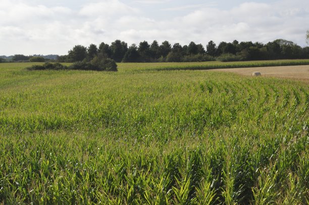 布列塔尼绿色的玉米地图片下载