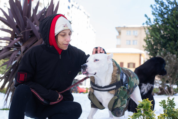 狗和人在雪地里散步图片下载