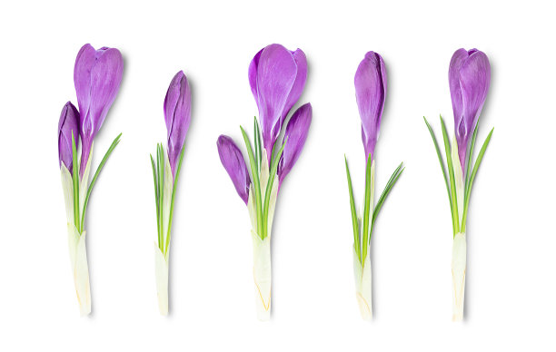 白色背景上的番红花图片下载