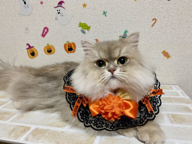 万圣节的猫图片下载