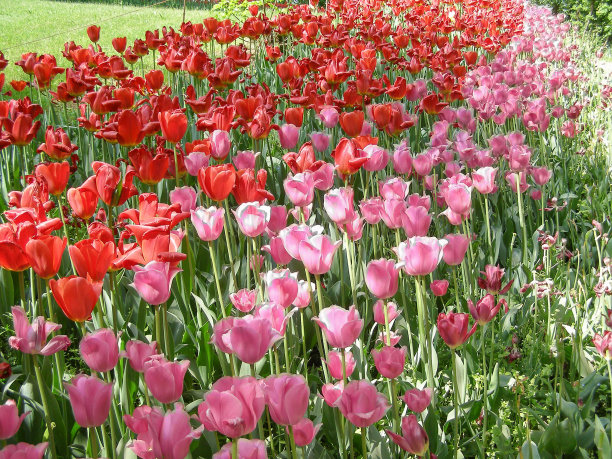 粉红色的郁金香花图片下载