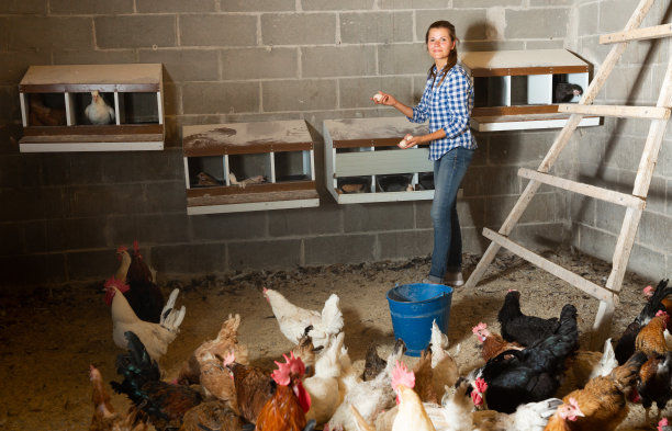 在鸡舍里喂鸡的农妇图片下载