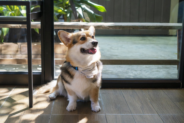 可爱的棕色威尔士柯基坐在木地板上学习，在家里看着主人。柯基狗在房间里和人玩。狗训练或关系动物概念。图片下载