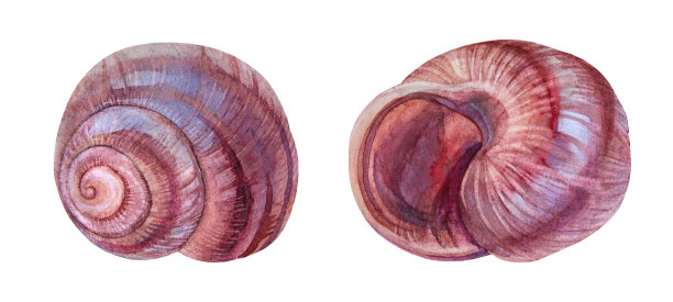 设置水彩粉红色棕色海贝壳孤立在白色背景。创意手绘自然现实对象庆祝，文具，卡片，墙纸，纺织品，包装图片下载