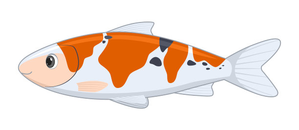 白色背景上的锦鲤图片下载