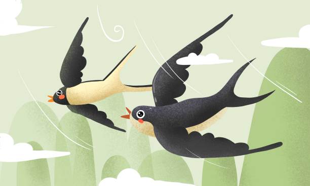 小燕子高清图图片下载