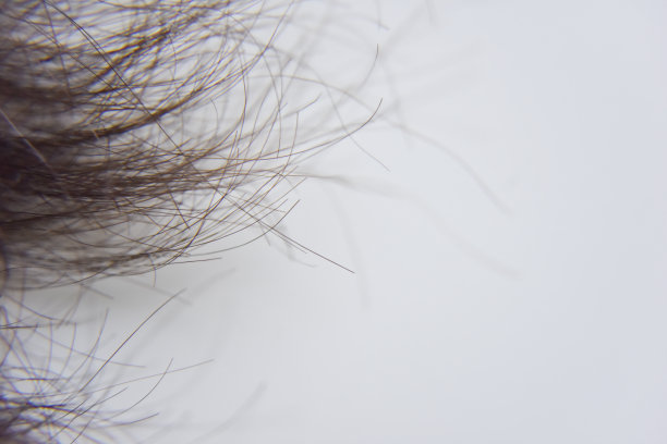 仔细观察人类棕色头发的末端图片下载