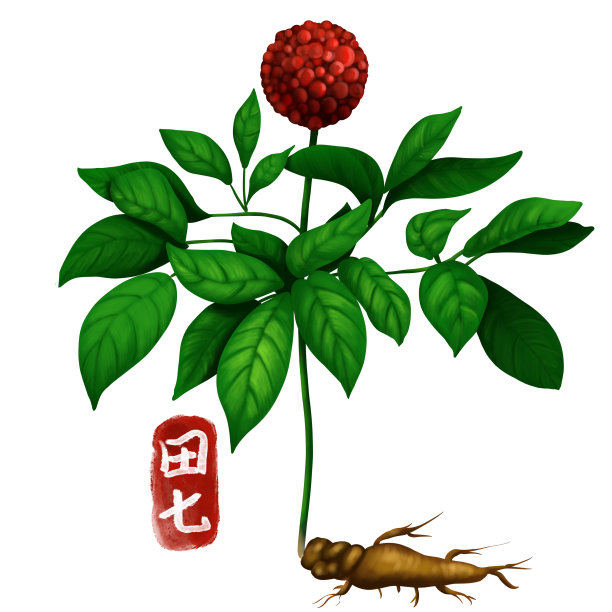 手绘中药田七图片下载