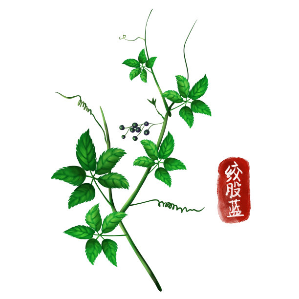 手绘中药绞股蓝图片下载