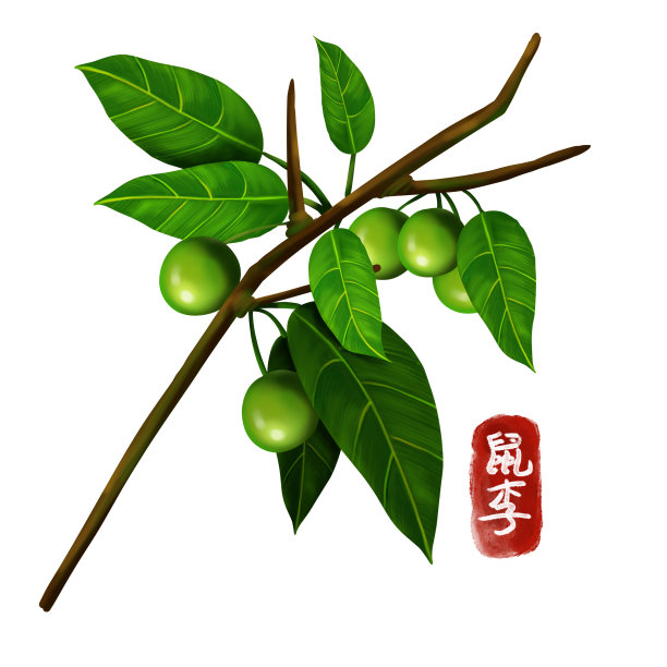 手绘中药鼠李图片下载