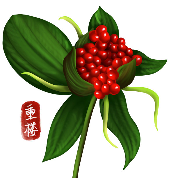 手绘中药重楼图片下载