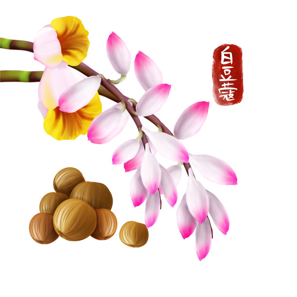 手绘中药白豆蔻图片下载