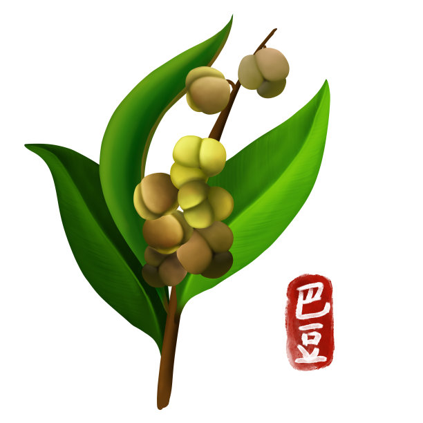 手绘中药巴豆图片下载