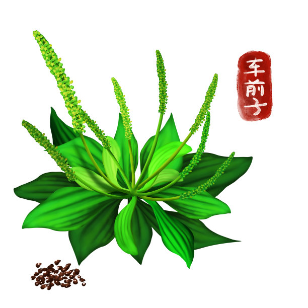 手绘中药车前子图片下载