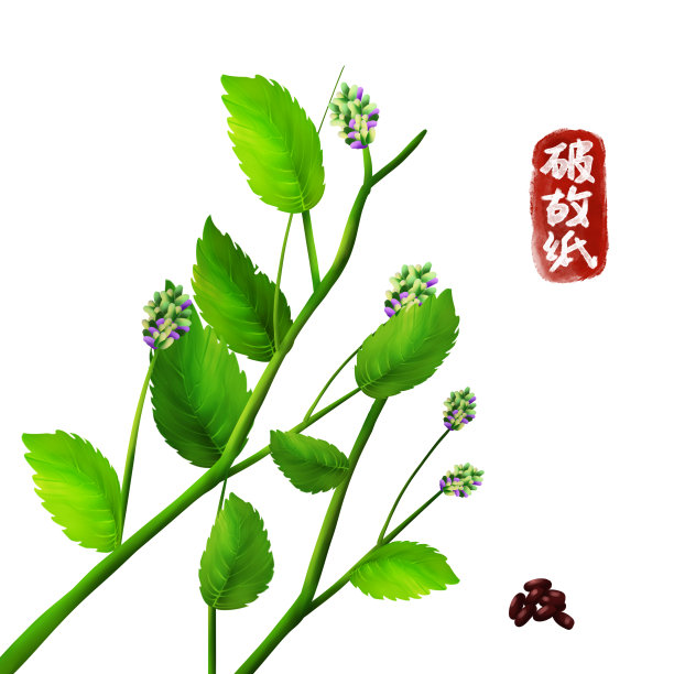 手绘中药破故纸图片下载