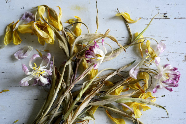 白色旧桌子上美丽的枯萎的郁金香图片下载