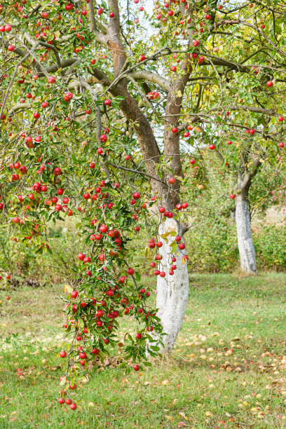 老果园里的一棵苹果树。图片下载