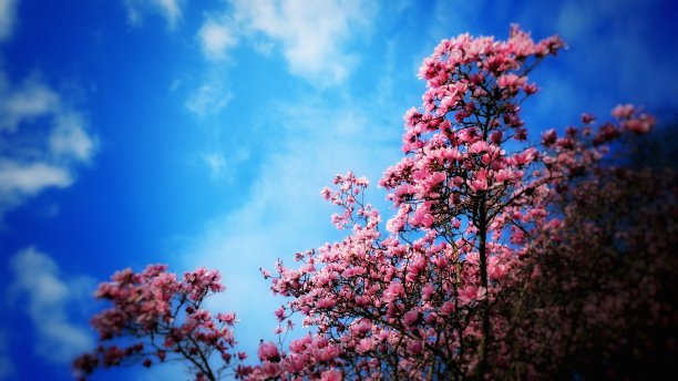 樱桃树开花图片下载