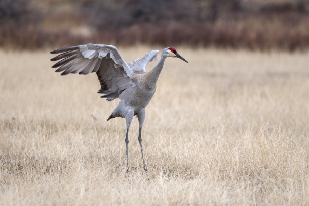 雄沙丘鹤在跳求偶舞图片下载