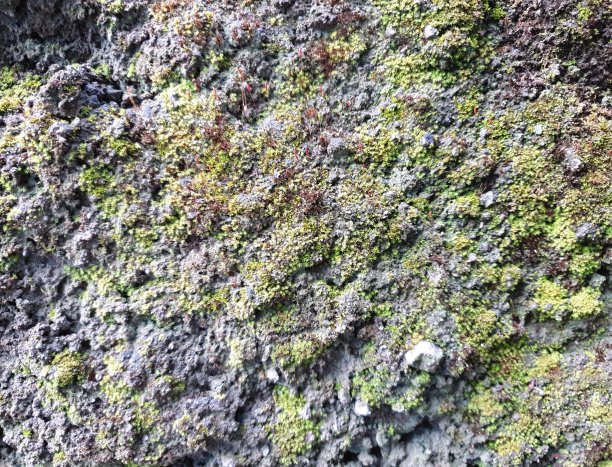 绿苔无缝岩墙纹理和背景图片下载