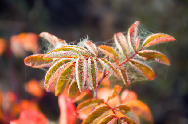 网上的树叶素材图片