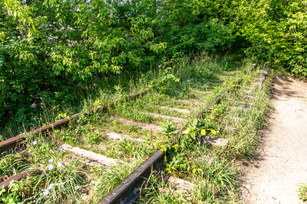 高草下的铁路图片下载
