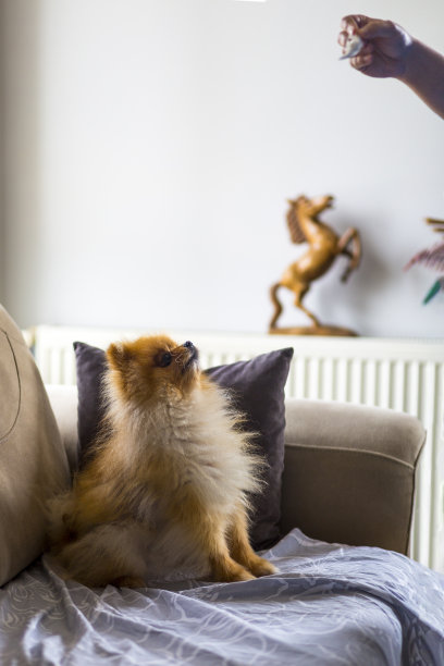 博美犬与人类朋友玩耍图片下载