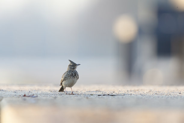 晨曦中在冰冻的草地上觅食的云雀。图片下载