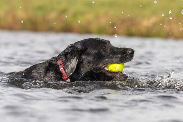 黑色拉布拉多图片下载