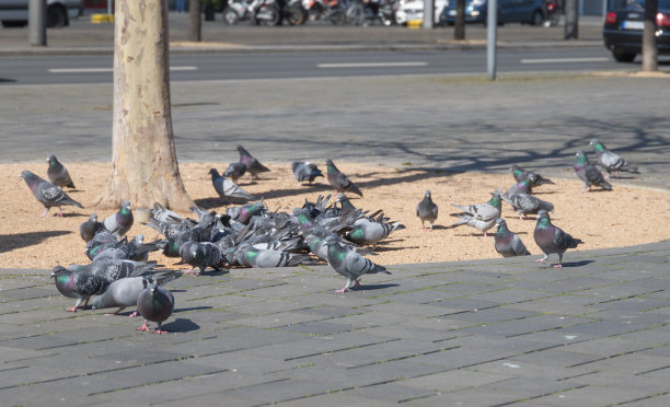 喂鸽子图片下载