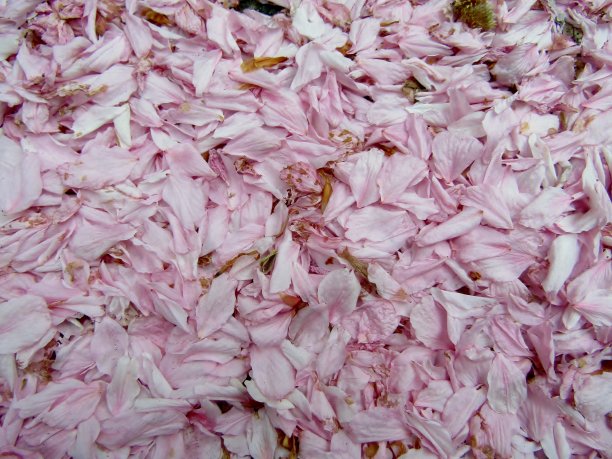 樱花花瓣飘落在地上。图片下载